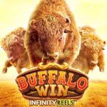 Situs Terpercaya Main Buffalo Win dan 3 Alasan Banyak Dicari